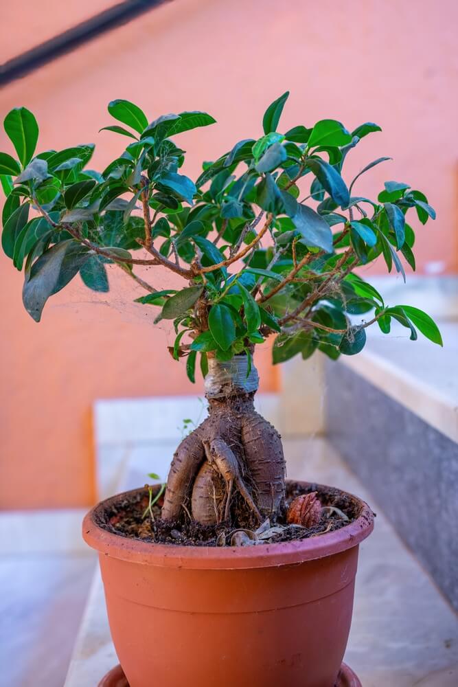 A Ficus retusa or ginseng bonsai tree growing in a small pot.