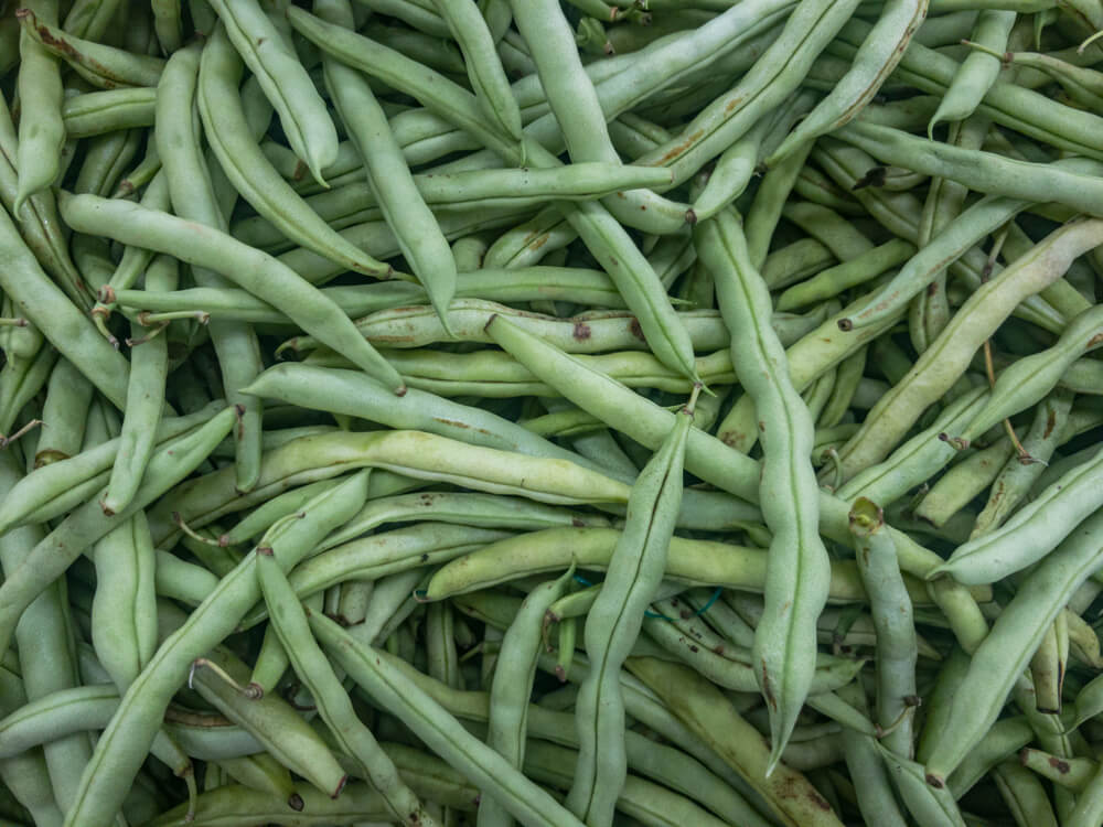 A fresh and delicious pile of green beans harvested from the garden.