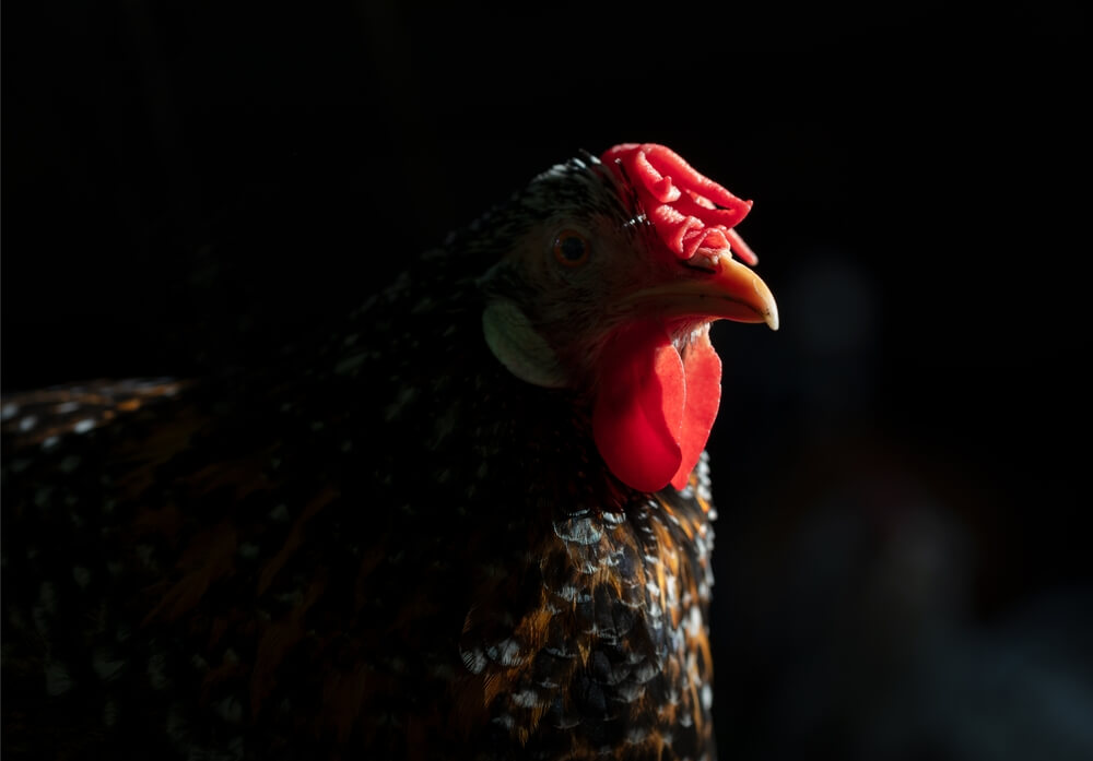 A gorgeous portrait featuring a lovely Ancona hen with a black backdrop.