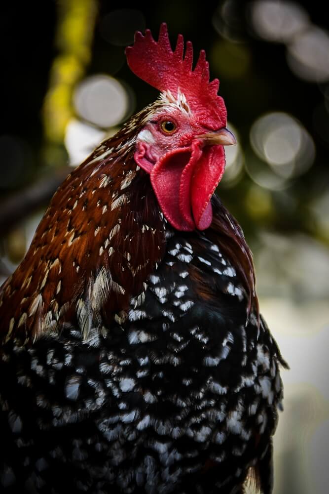 A gorgeous portrait featuring an epic and lovely Ancona chicken.