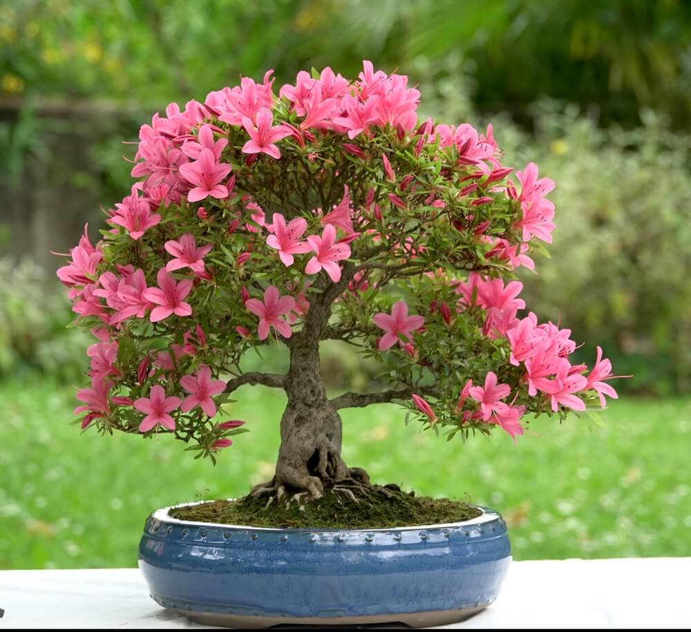 A gorgeous potted azalea bonsai tree with pink flowers growing in the garden.
