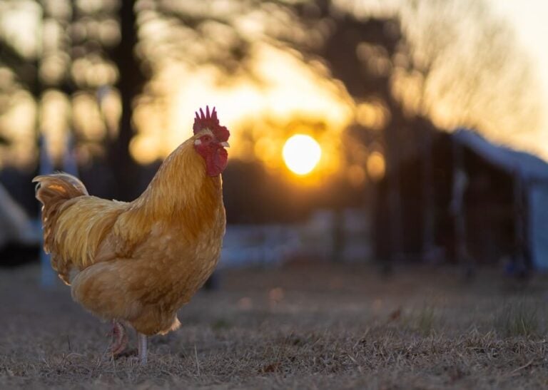 A gorgeous sunrise on the horizon behind a free range Buff Orpington chicken.