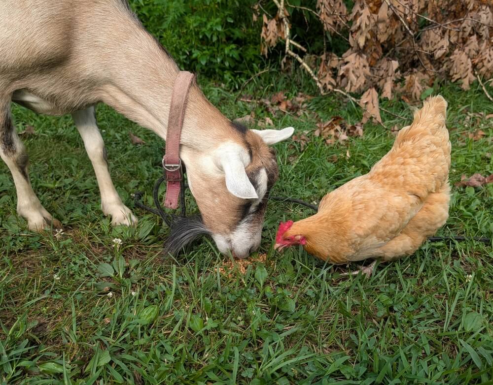 A hungry alpine goat and Buff Orpington chicken foraging in the yard.