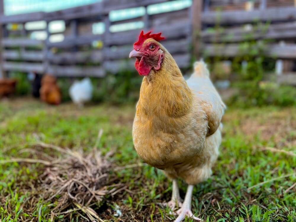 A light brown Buff Orpington chicken cautiously walking towards the camera.