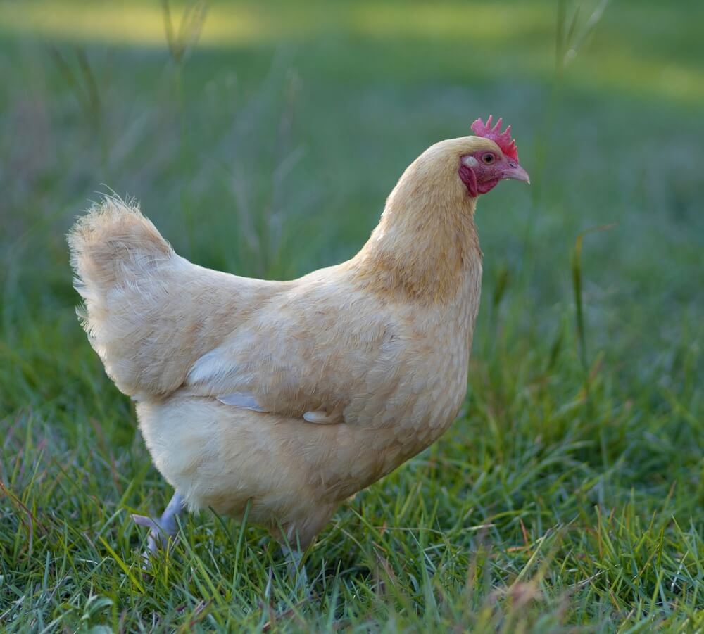 A lovely Buff Orpington chicken hen foraging around a lovely farmyard field in North Carolina.