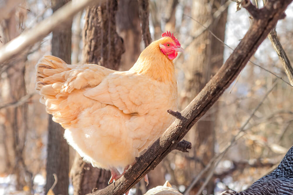 A lovely Buff Orpington hen perching on a tree branch in the snowy woods.
