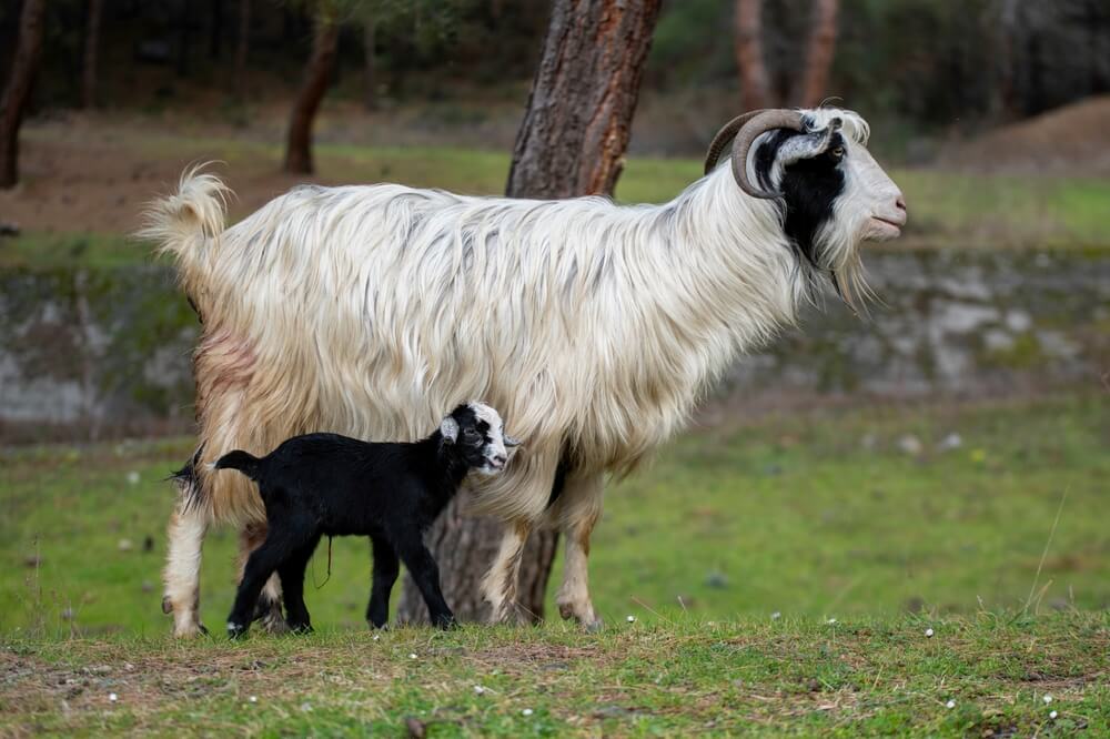 A lovely goat and a baby goat exploring and foraging around the farmyard.