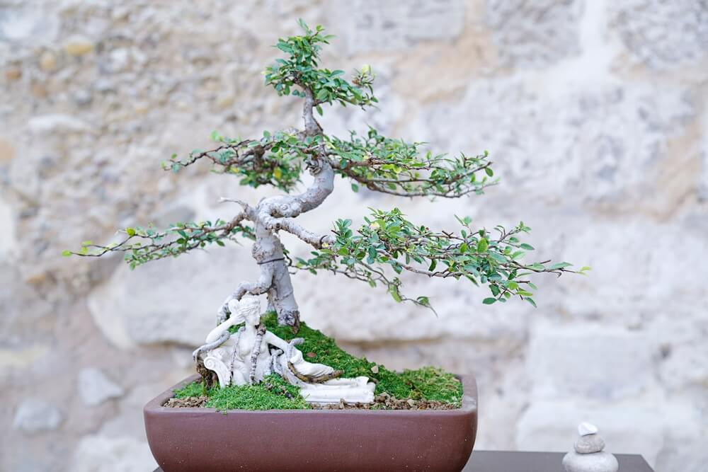 A lovely potted elm bonsai tree growing against a stone wall.