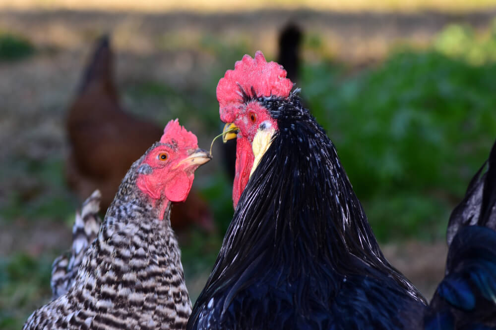 A mighty Ancona rooster sharing some grass with a lovely barred rock hen.