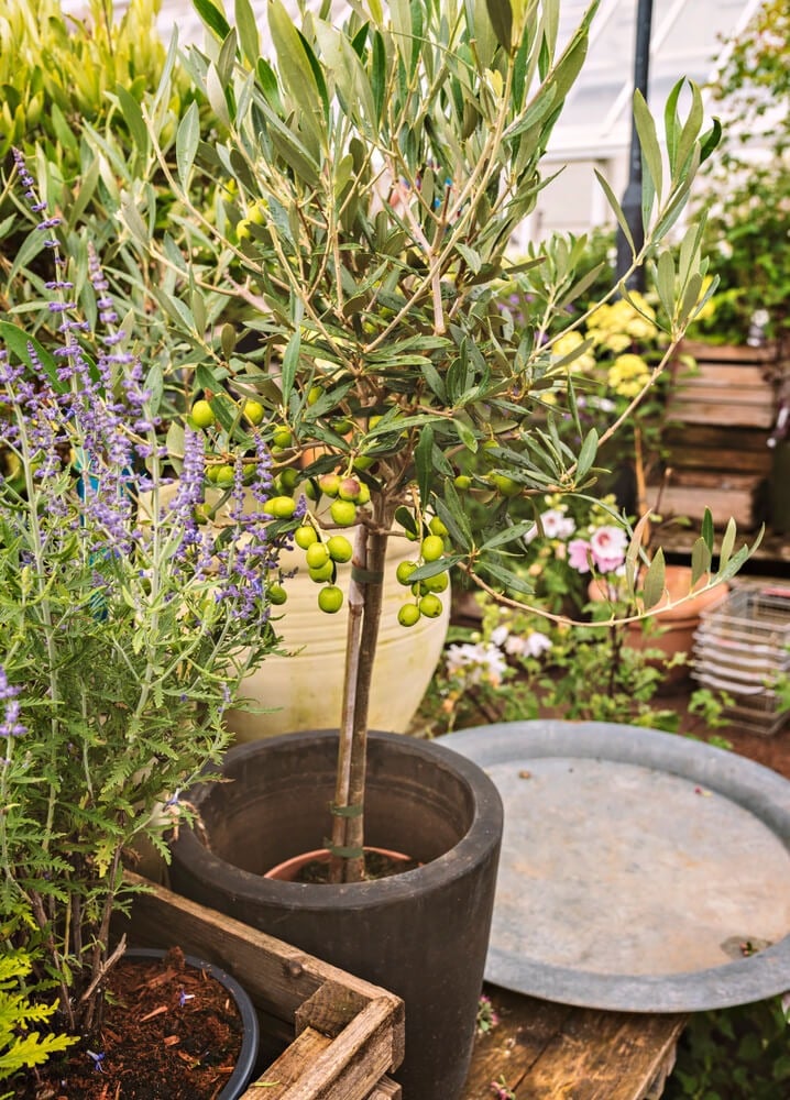 A potted olive tree growing on a garden table.