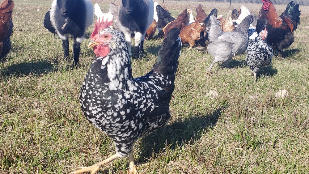A proud Ancona chicken foraging in the pasture with flockmates and farm animal friends.