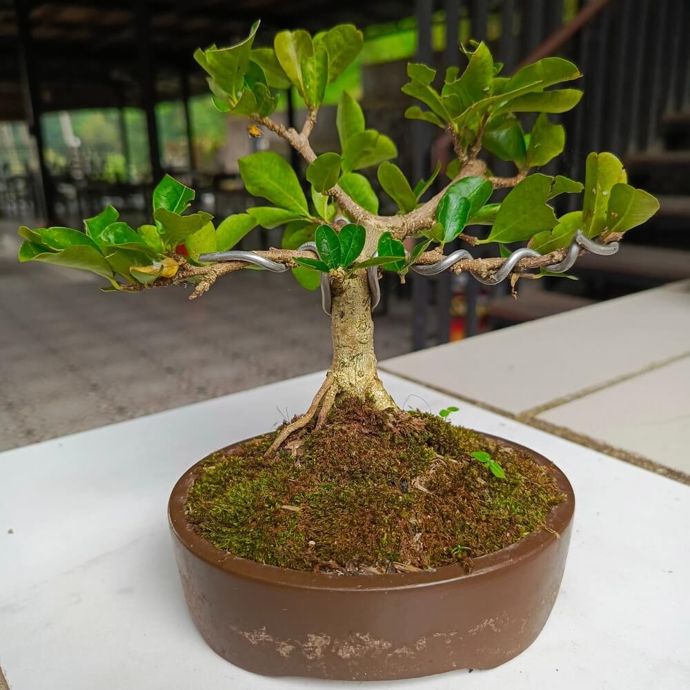 A small bonsai tree with a small wire frame growing in a rustic mossy growing pot.