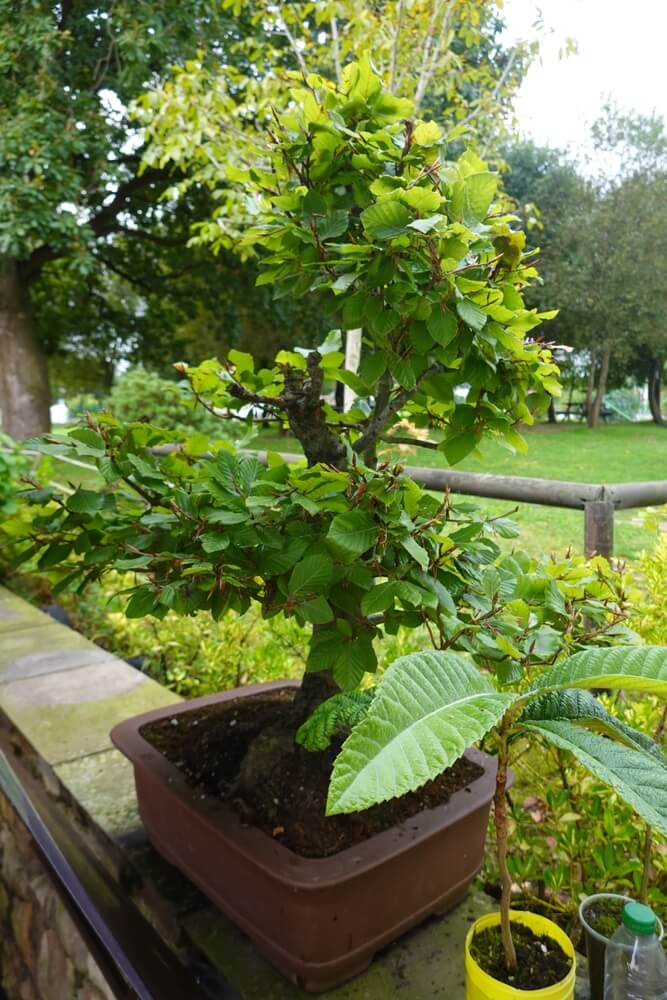 A striking potted bonsai tree with dense and thick green leaves growing on the porch.