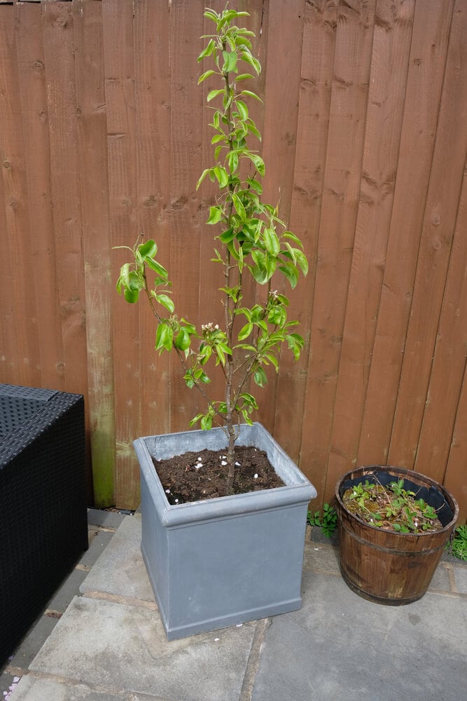 A tiny pear tree growing in a medium sized grey pot.