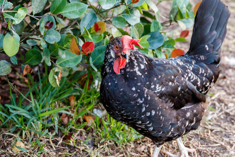 An Ancona chicken foraging in the backyard looking for yummy bugs or seeds to eat.