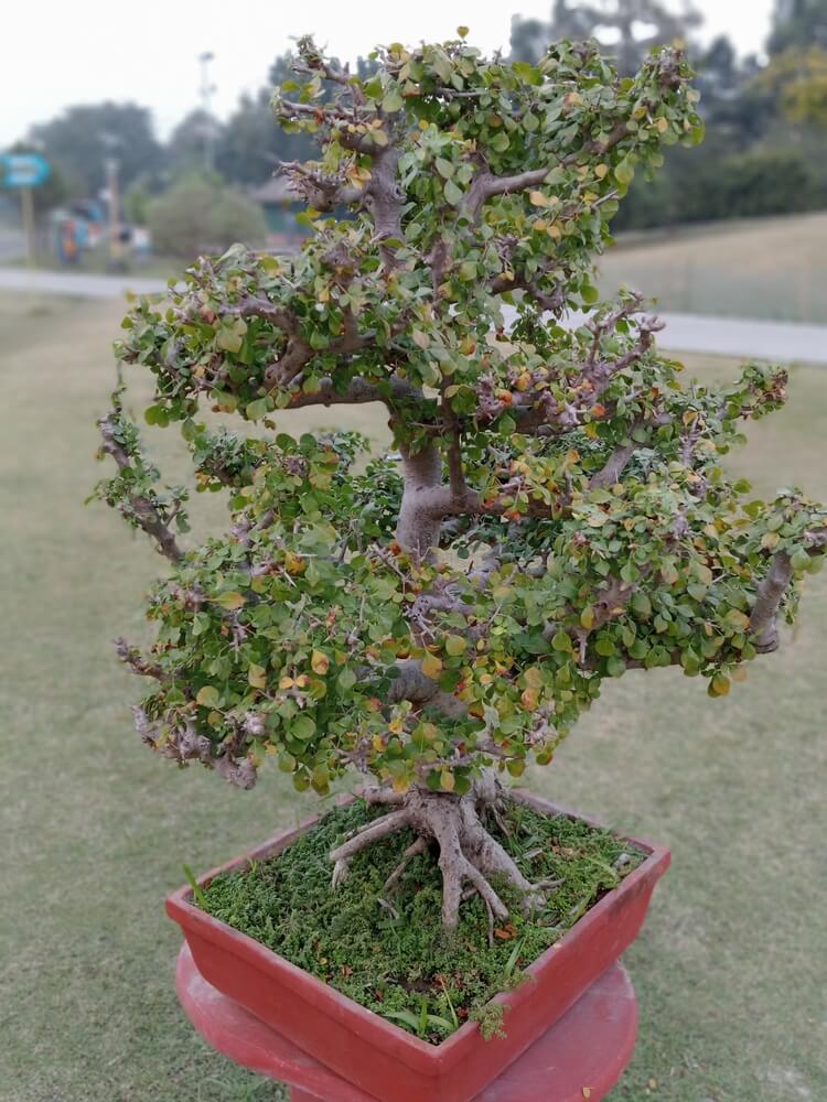 An epic and thick sweet plum bonsai tree growing in a large pot.