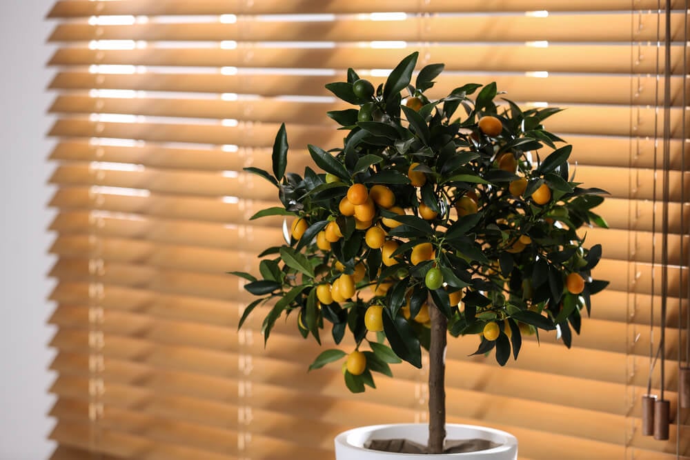 An epic potted kumquat tree growing indoors with ripening fruits.