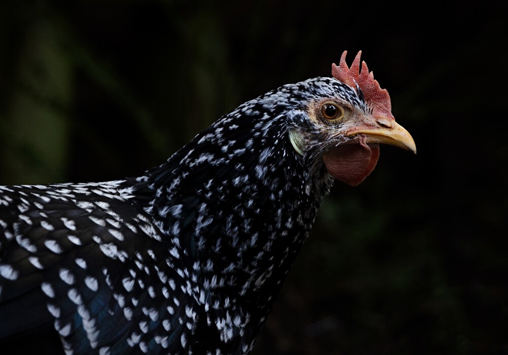 An iconic Ancona chicken portrait with a black background.