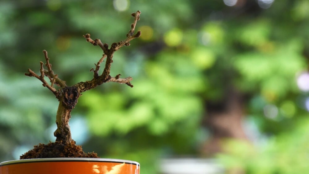 An old potted bonsai tree that dried to a crisp.