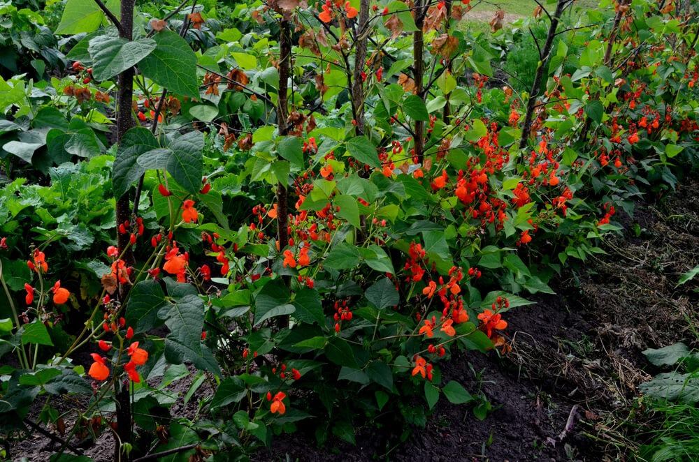Beautiful and colorful red scarlet beans and flowers growing in the garden.