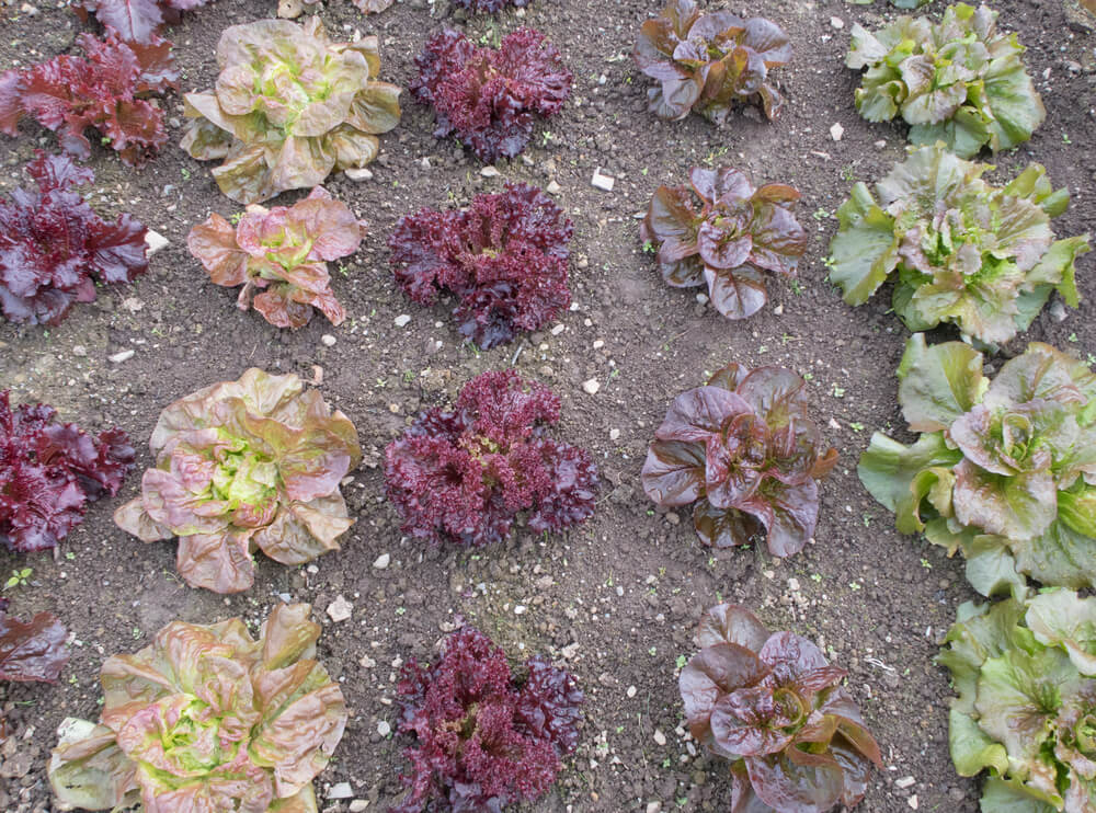 Beautiful and colorful variety of lettuce cultivars growing in the garden.