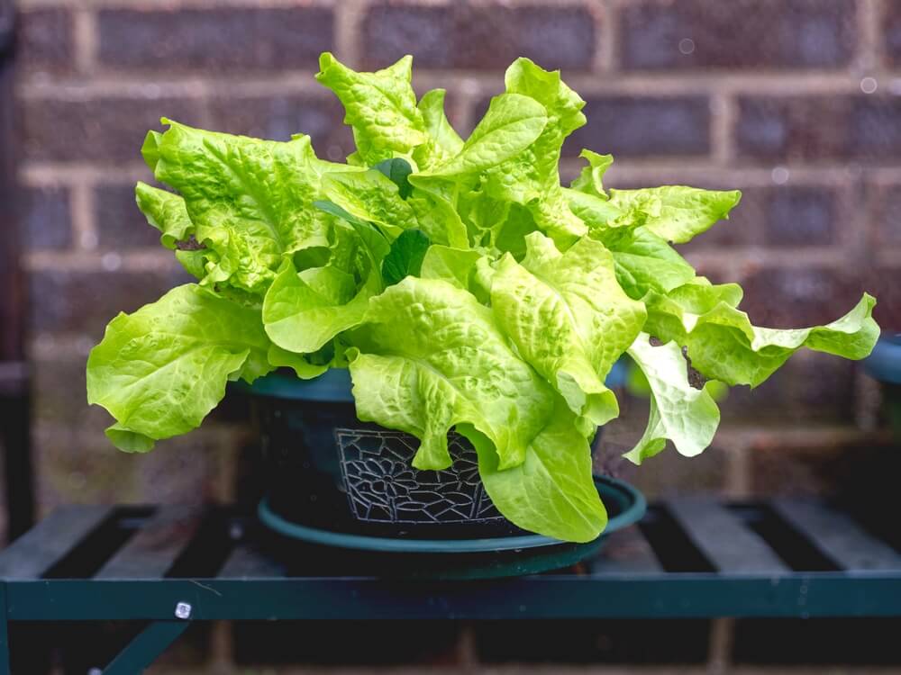 Bright green Black-Seeded Simpson lettuce growing in a small pot.