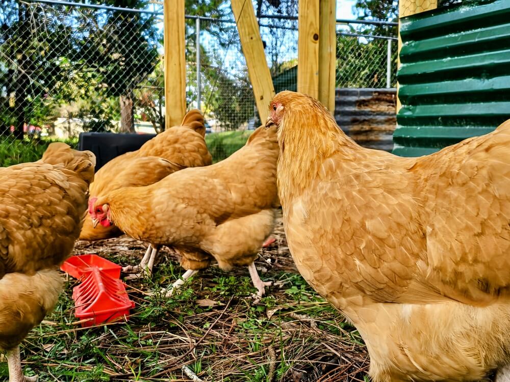 Buff Orpington chickens grazing and eating from a food dispenser.