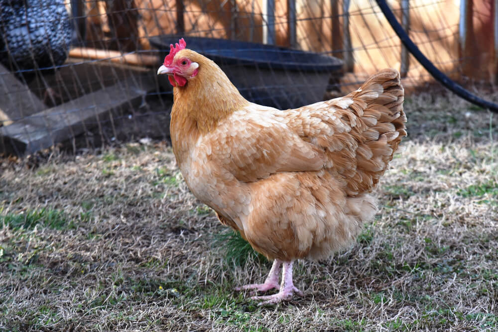 Buff Orpington foraging for snacks in the backyard.