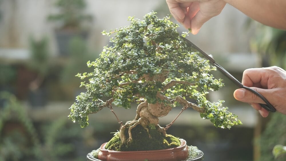 Carefully trimming a gorgeous bonsai tree growing in a small brown pot.