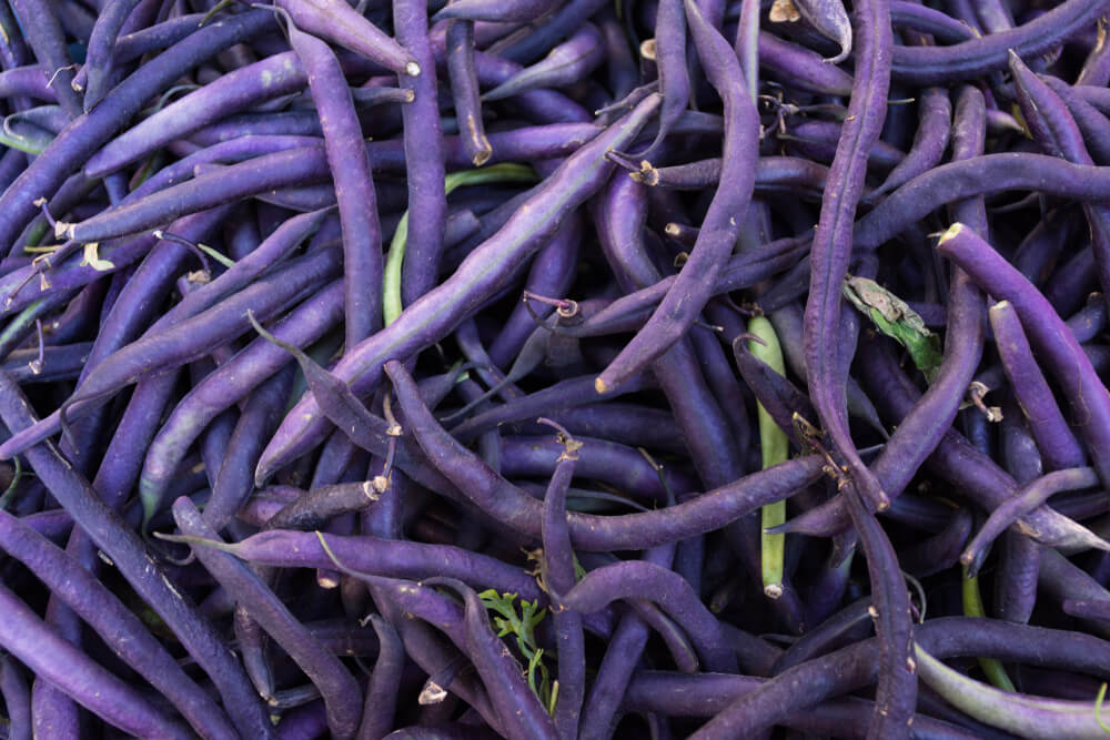 Colorful and lovely purple beans harvested and ready for epic homemade cooking.