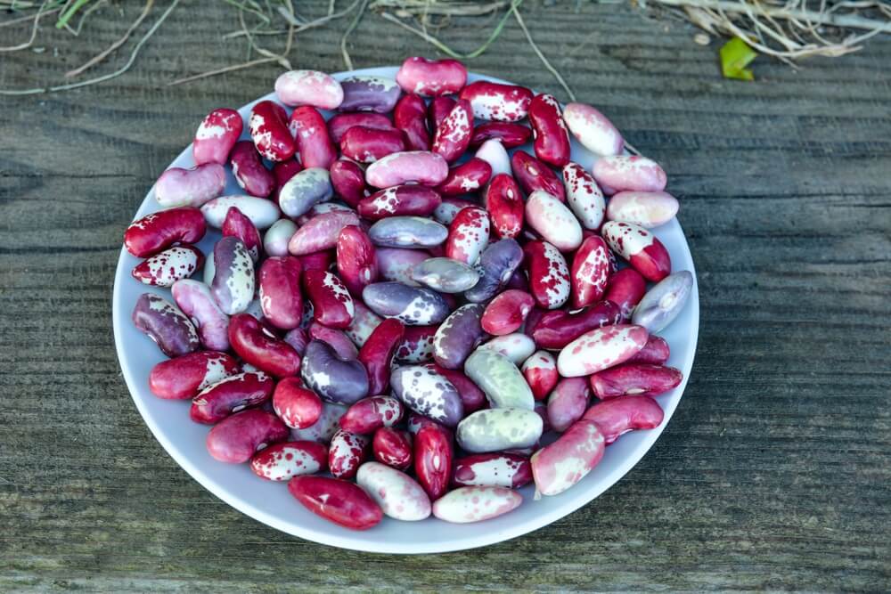 Colorful dragon tongue dragon beans harvested and resting on a plate atop a wooden table.