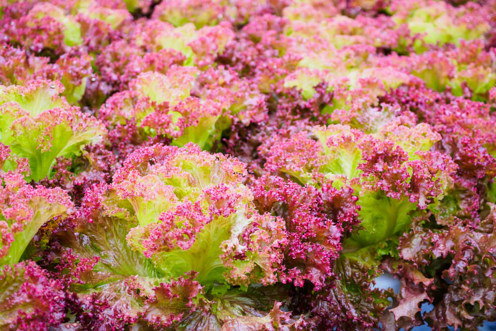 Colorful Lollo Rossa lettuce leaves with pinkish red and green leaves.