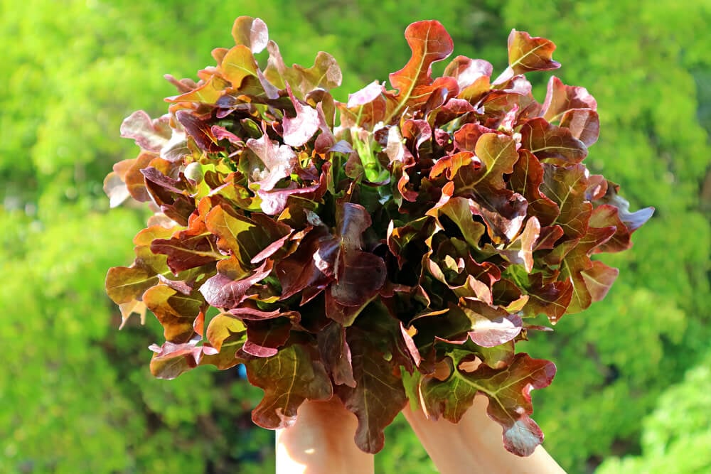 Delicious and colorful red oak lettuce leaves harvested from the garden.