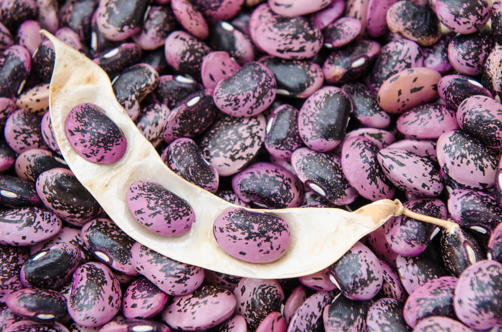 Delicious and colorful scarlet runner beans with lovely dark red skin.