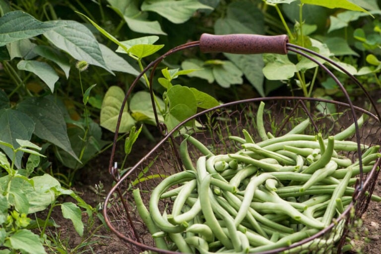 Delicious garden green beans harvested in a basket.