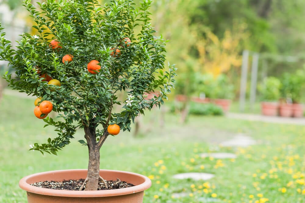 Delicious mini fruits growing on a mini potted mandarin tree.