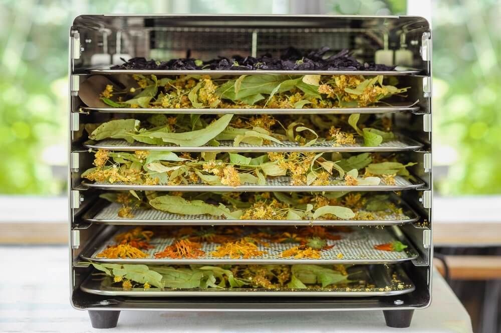 Drying some colorful garden herbs in a dehydrator or mesh dryer.