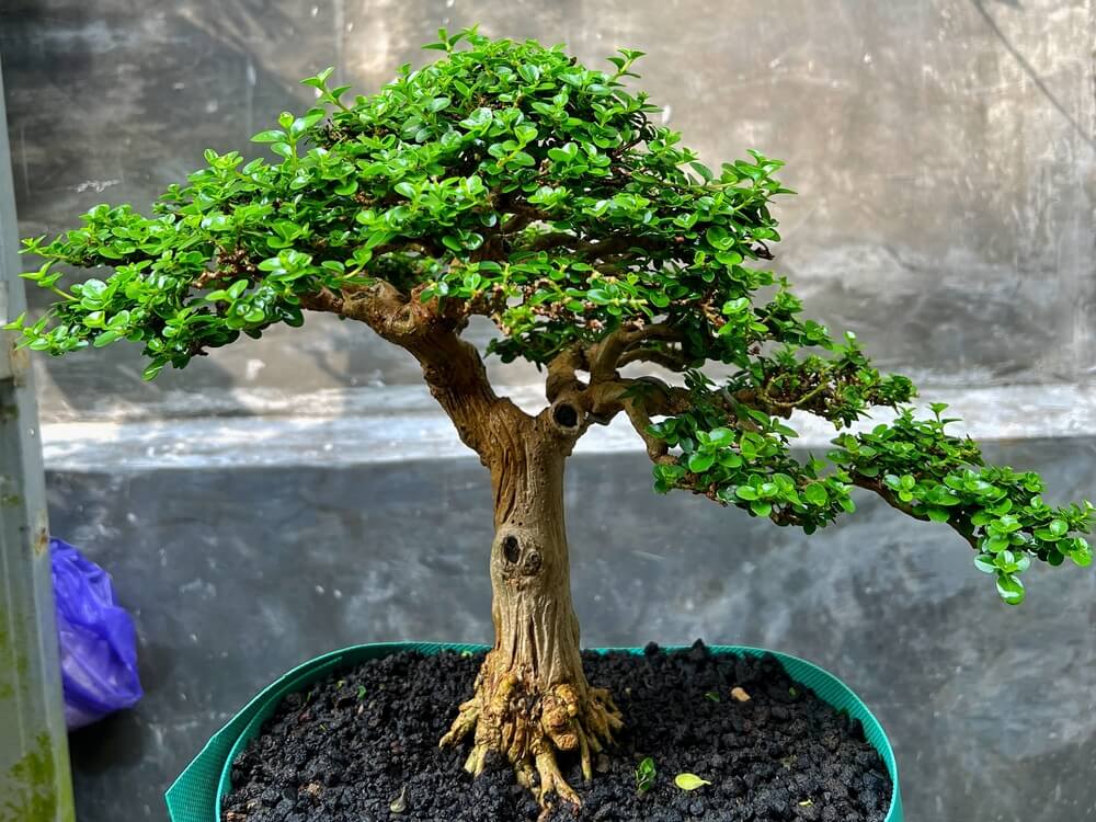 Elegant bonsai tree with lush green canopy growing in a pot or growing bag.