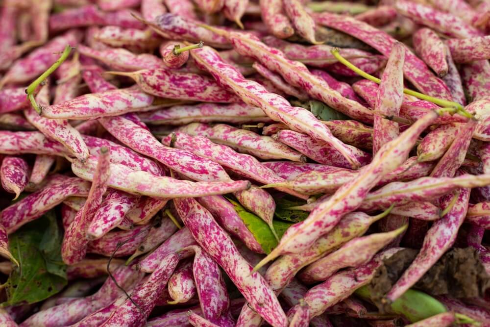 Epic reddish pink dragon tongue beans at the farm market.