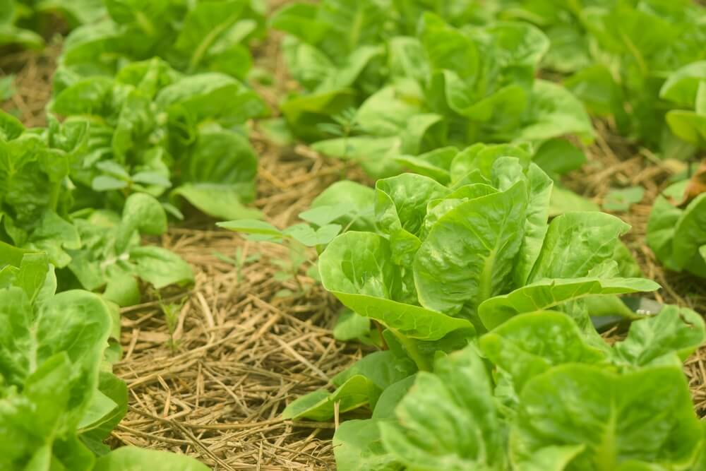 Fresh organic green lettuce growing in a large garden bed with straw mulch.
