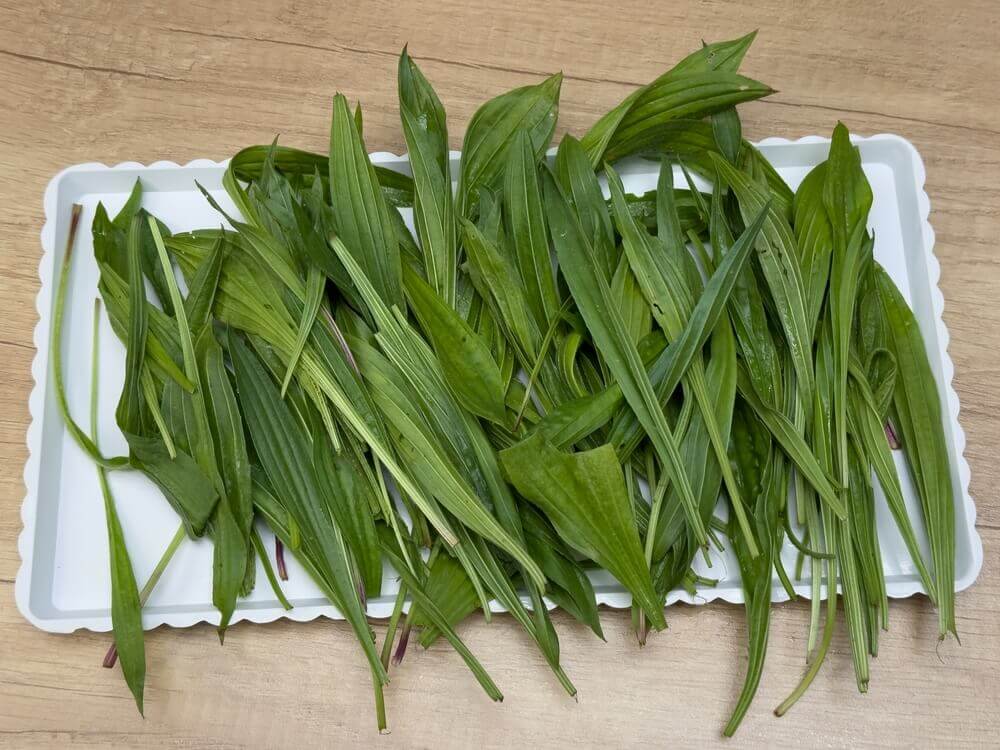 Fresh ribwort plantain leaves on a tray ready for storage drying or cooking.