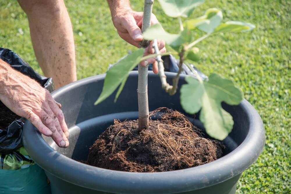 Gardener carefully repotting a small fig tree into a larger pot.