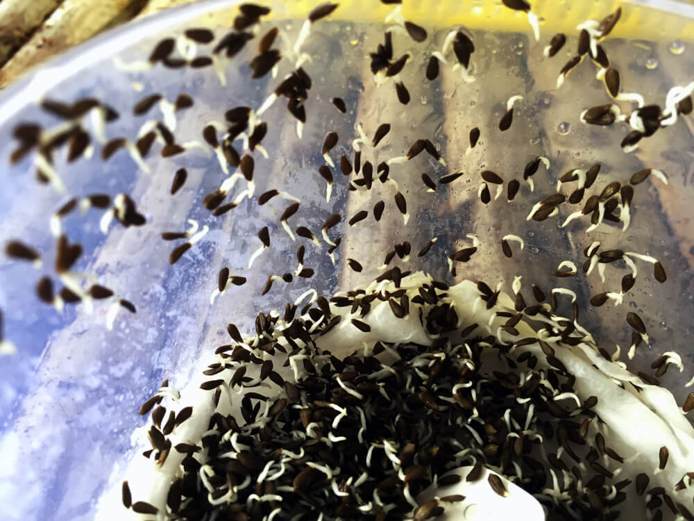 Germinating some lettuce seeds for easy planting in the garden.