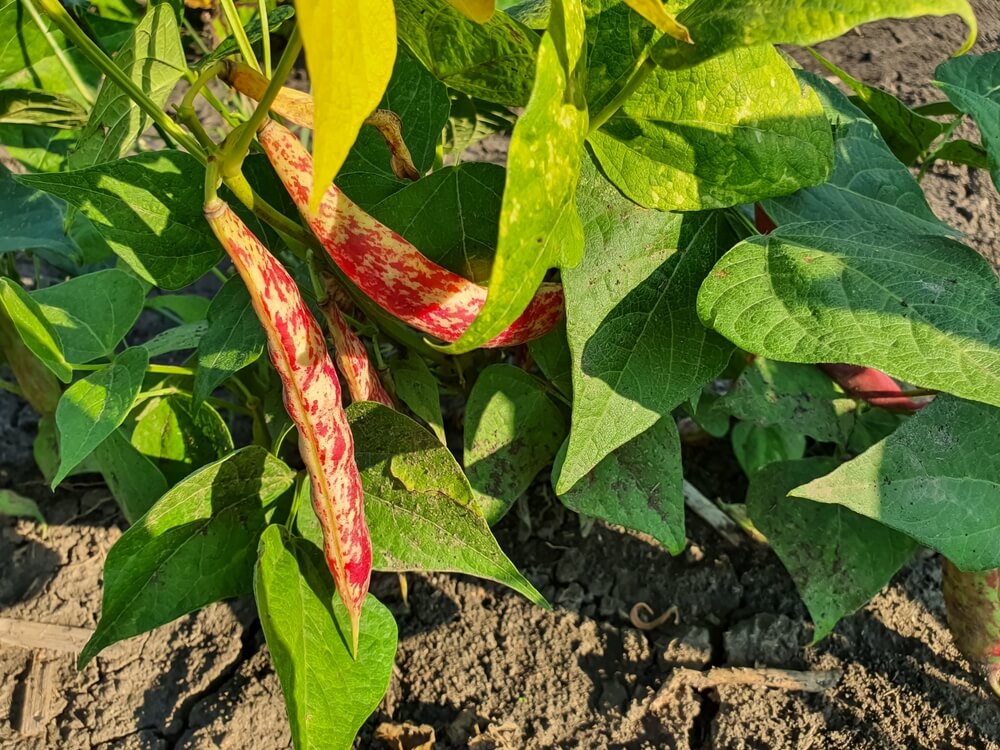 Gorgeous cranberry beans growing on the climbing vine.