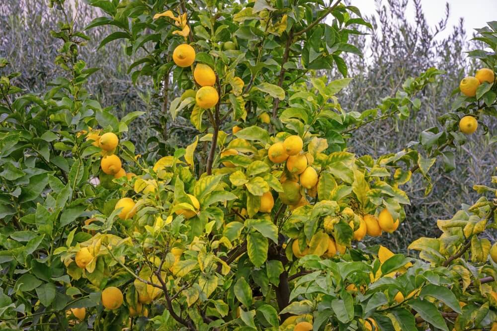 Gorgeous lemon tree laden wit heavy and fresh fruit.