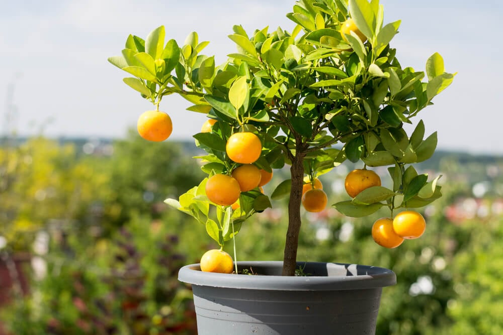 Gorgeous orange tree with lovely fruits growing in a pot.
