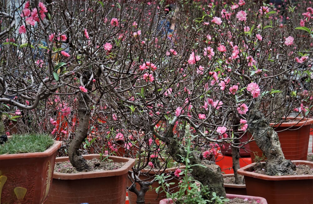 Gorgeous peach trees with lovely pink flowers growing in large pots.
