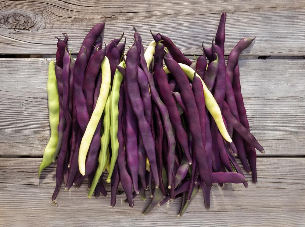 Gorgeous purple peacock and golden wax beans harvested and resting on a table.