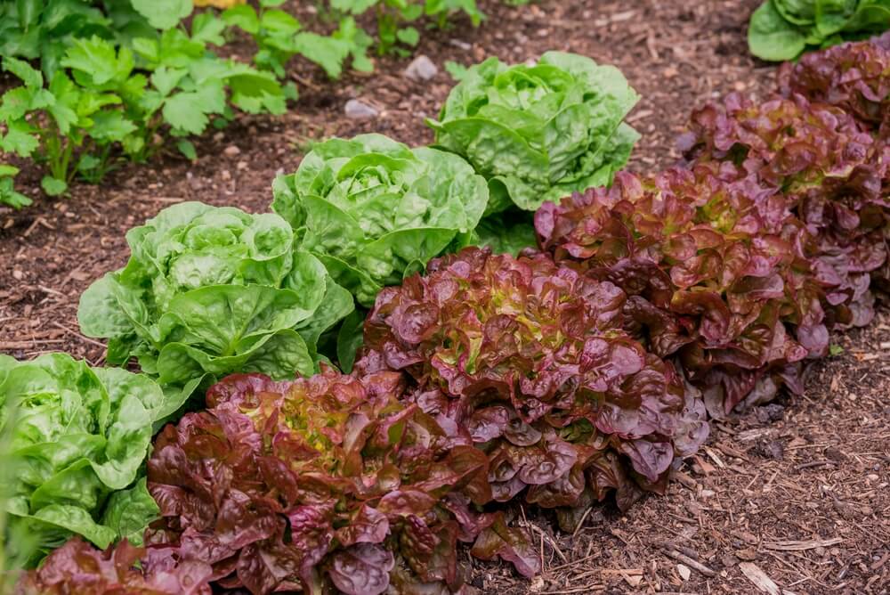 Growing green and red lettuce in the garden.
