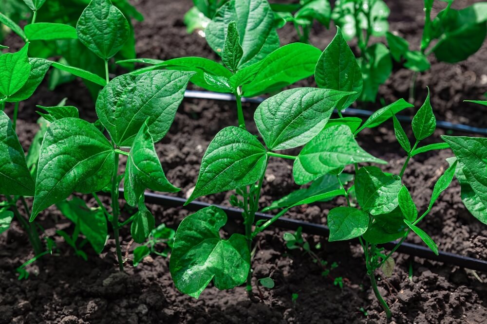 Healthy green bean seedlings starting to thrive in the garden.